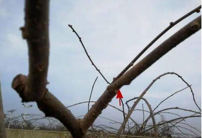 1720081178933268.jpg QQ截图20240704160225.jpg